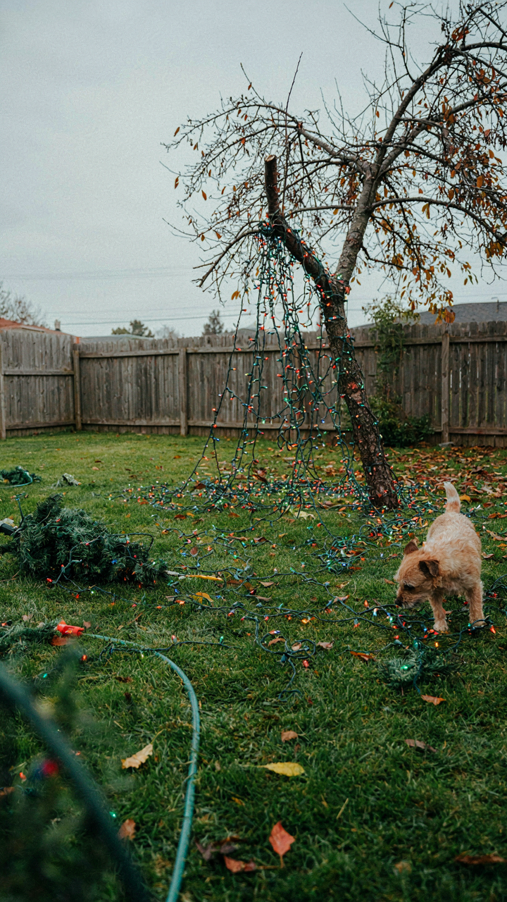 A tangled and broken Christmas light canopy lies on the ground after a storm.