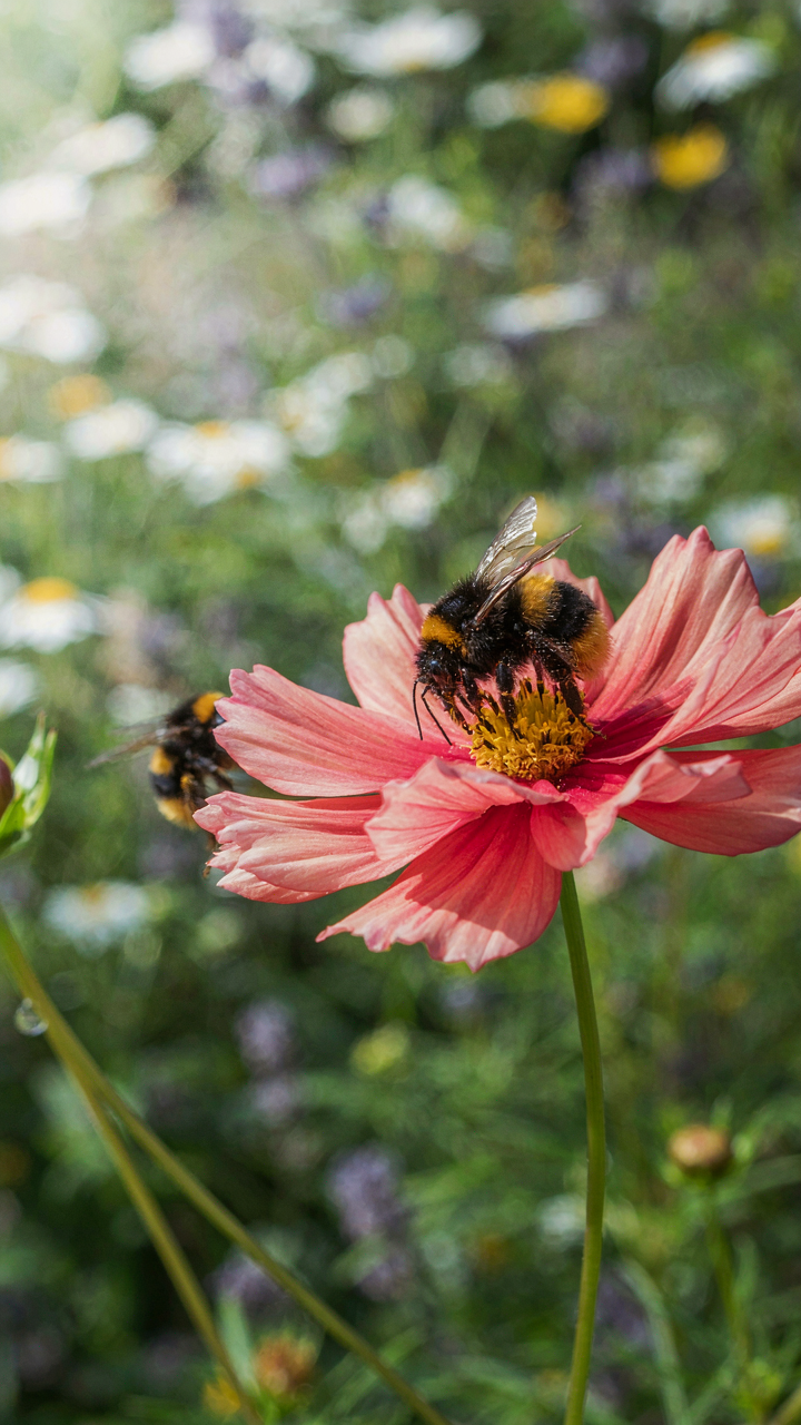 A real bumble bee pollinates a single flower in a bright garden.