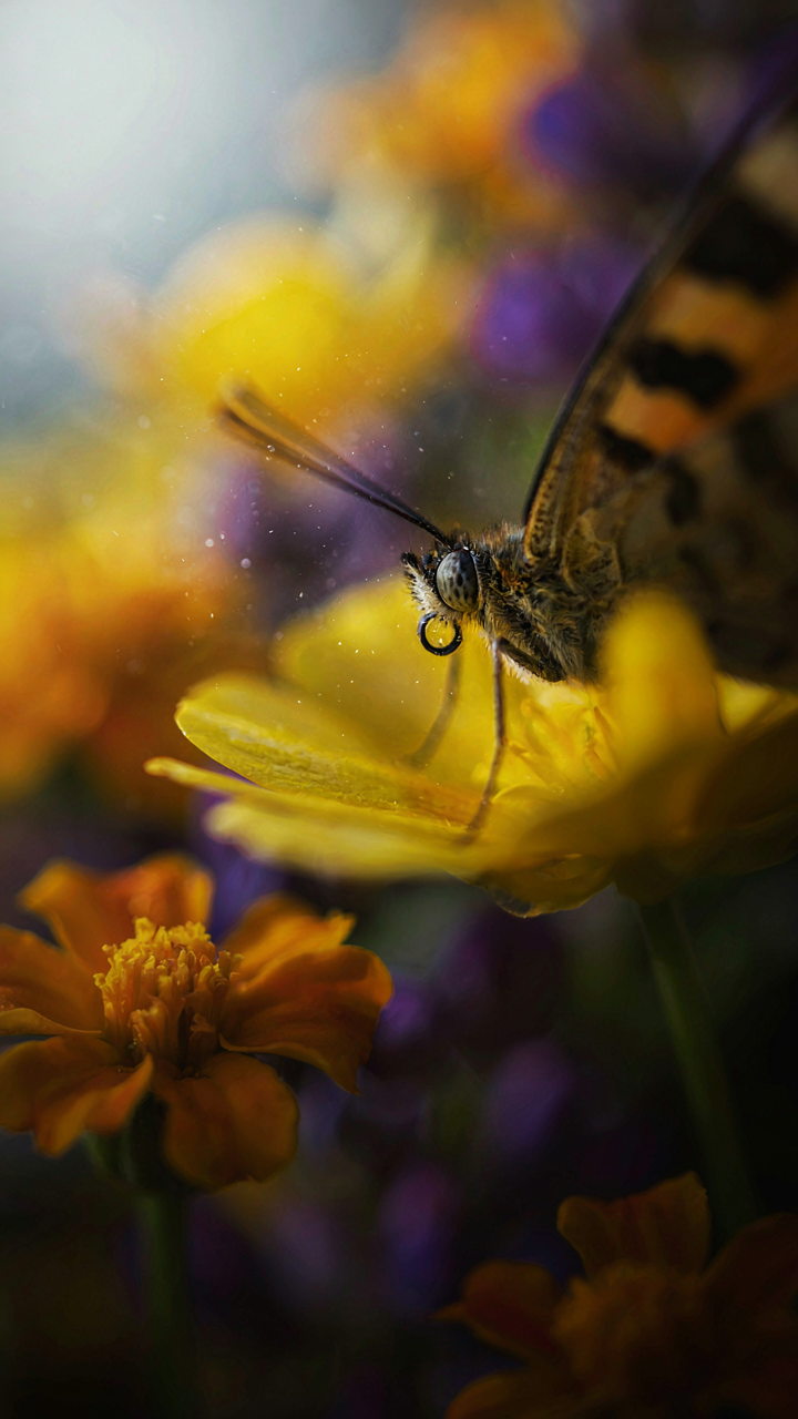 A close-up of a butterfly's eye on a yellow flower surrounded by bright blooms.
