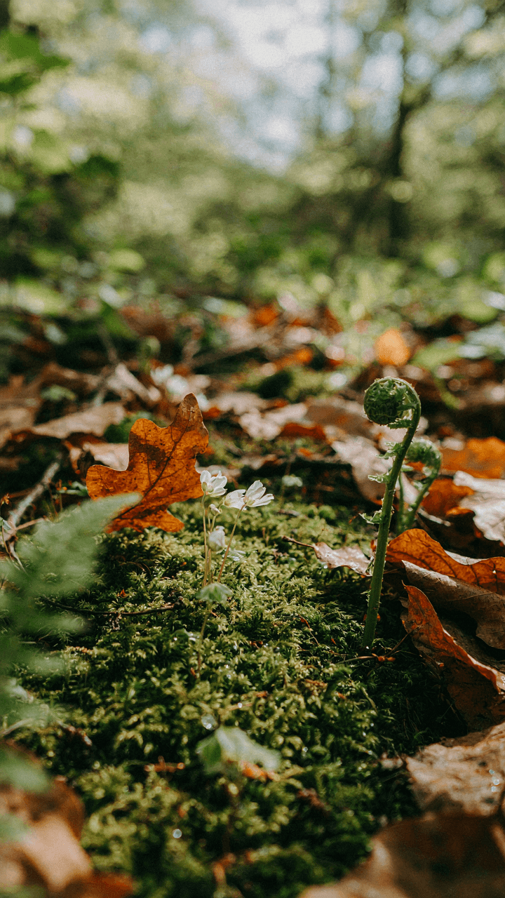 A close-up of a vibrant forest floor with various native plants and moss.