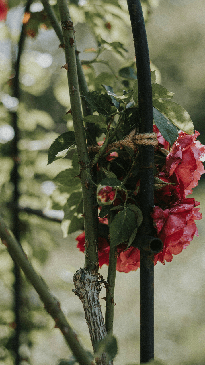 A strong climbing rose stem supporting many flowers on a metal arbor.