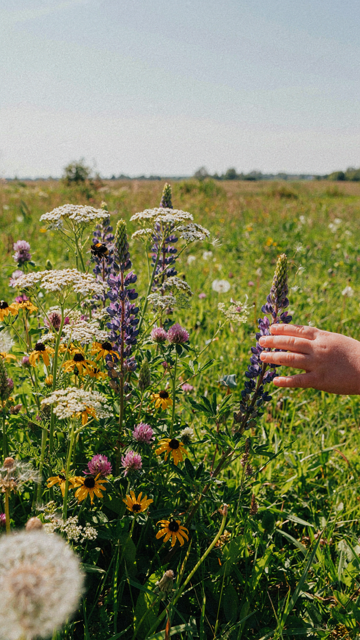A child's hand gently touches a cluster of wild flowers in an open field.
