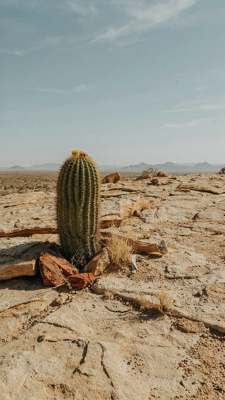 A resilient succulent plant grows in a dry, rocky desert landscape.