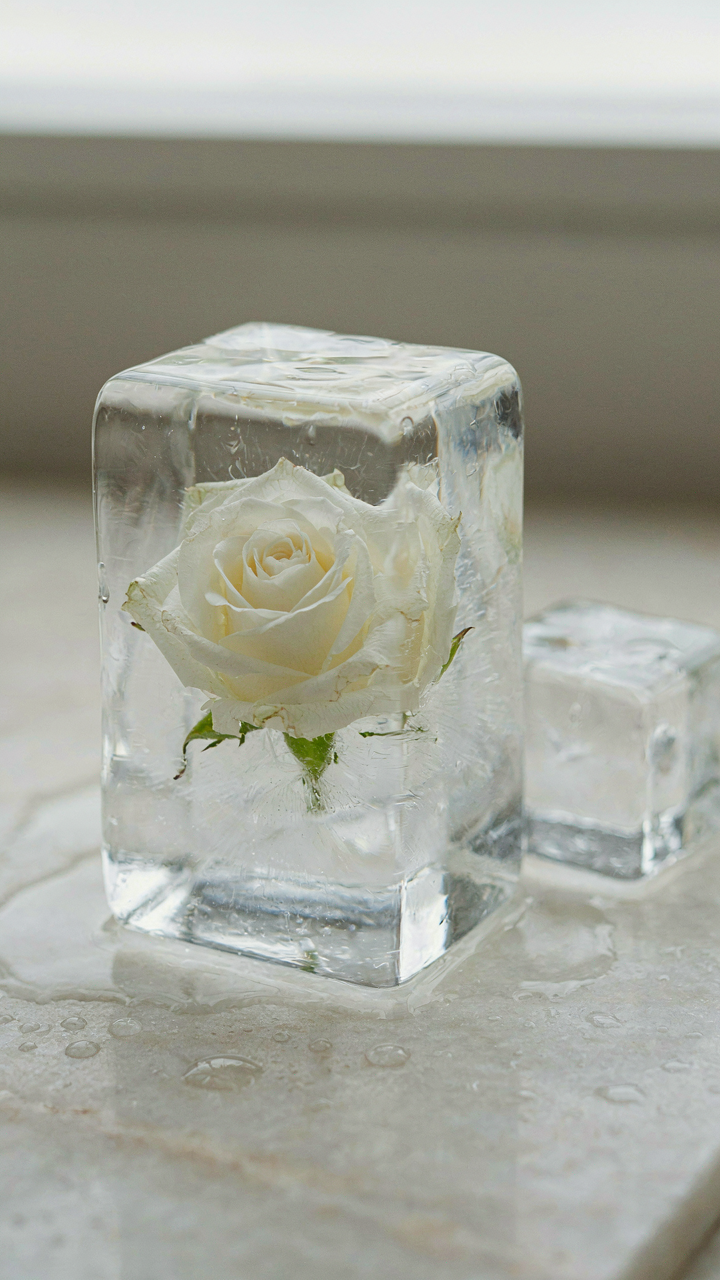 A single flower is perfectly centered inside a clear ice cube.