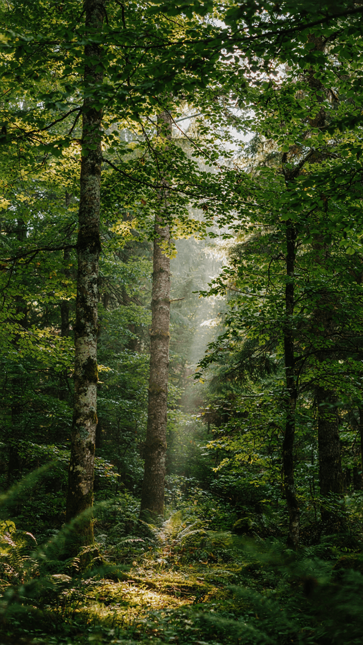 Sunlight filters through a layered forest canopy with tall trees and ferns.
