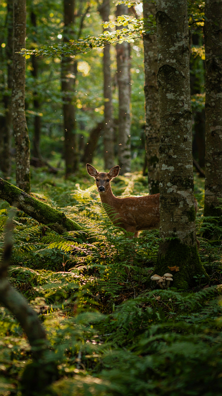 A dense forest with dappled sunlight and naturally arranged plants.