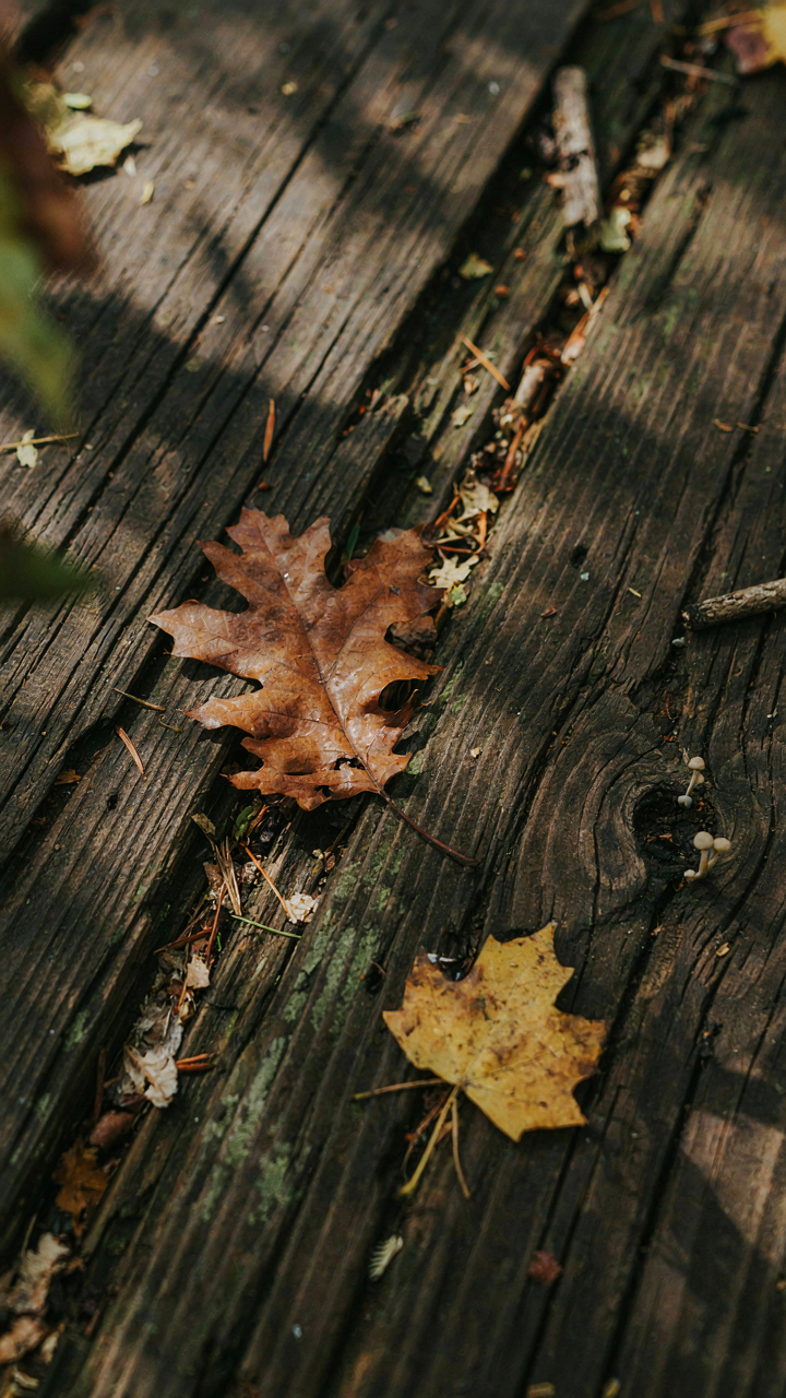 Dark, moldy wood shows trapped leaves and moisture damage.