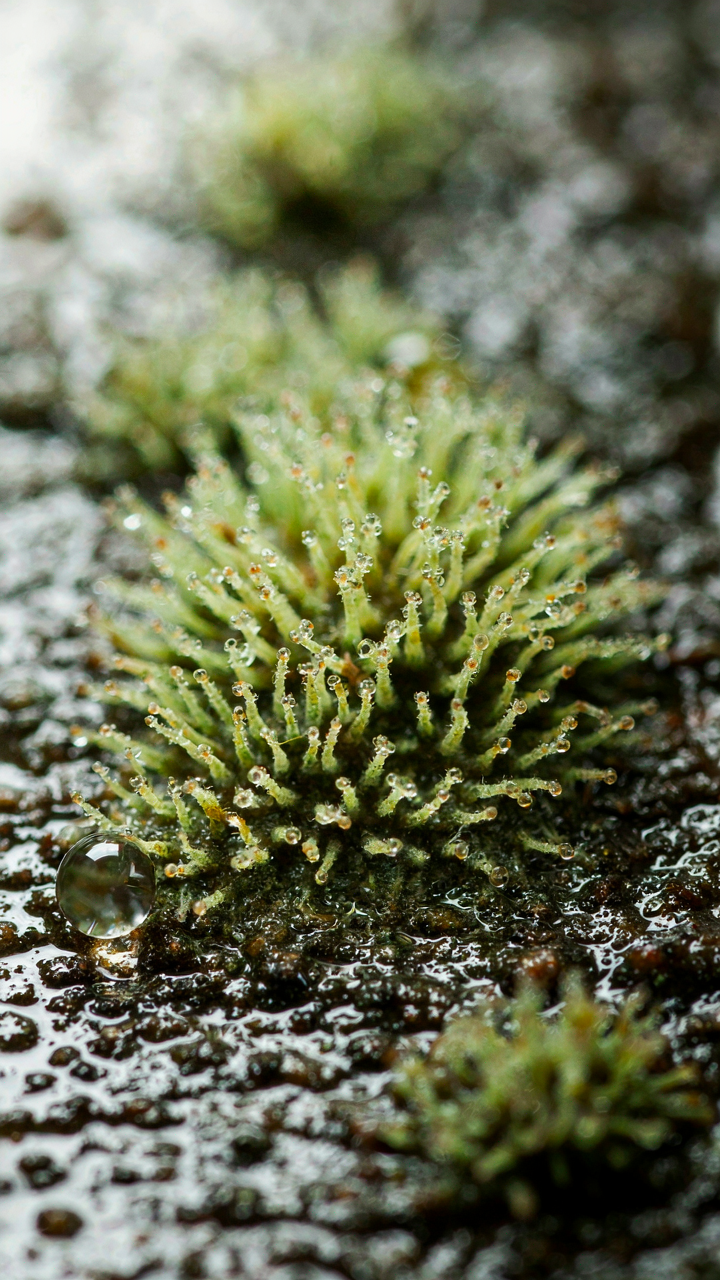 A microscopic view of mold spores thriving on a damp surface in an RV.