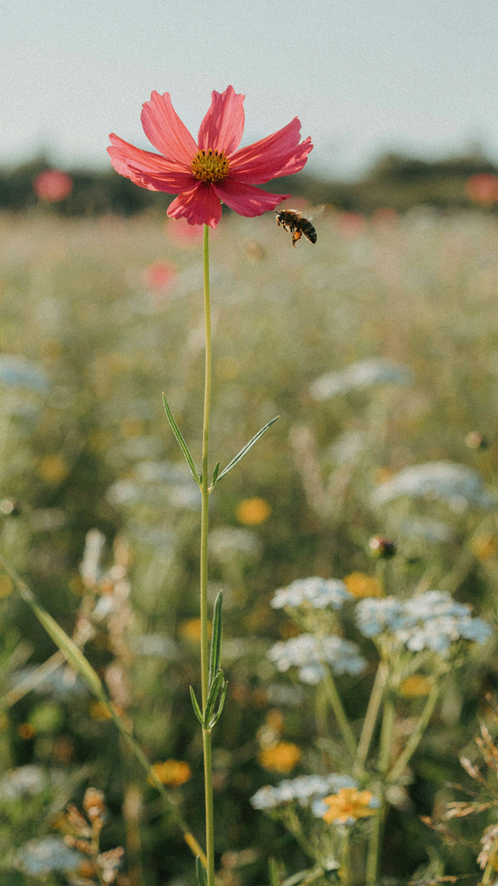 A single, vibrant wildflower stands out sharply in a softly blurred meadow.