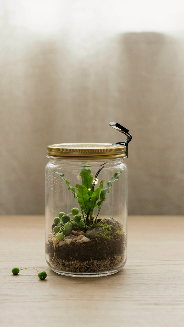 A terrarium with plants glows under a small solar powered light.