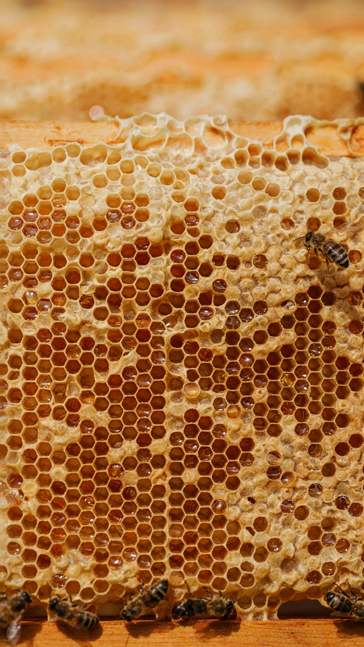 A detailed view of a beehive with organized hexagonal storage cells.