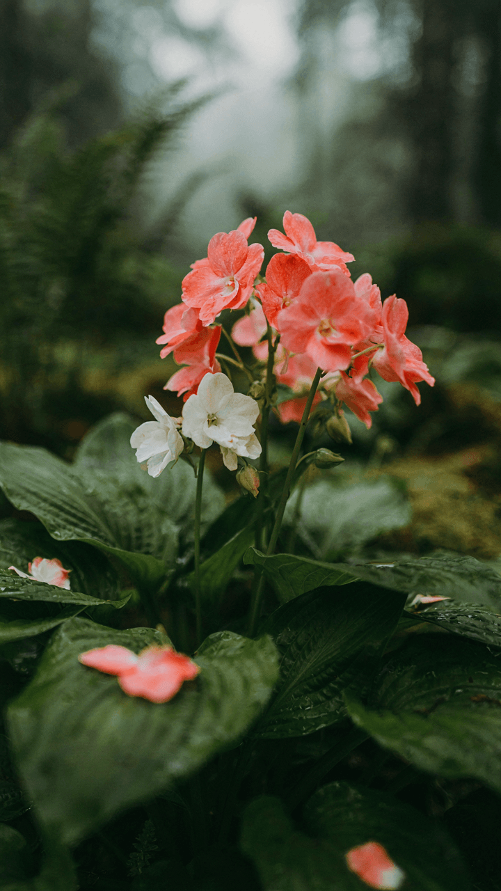 A close-up of colorful impatiens and hostas thriving in a shady garden spot.