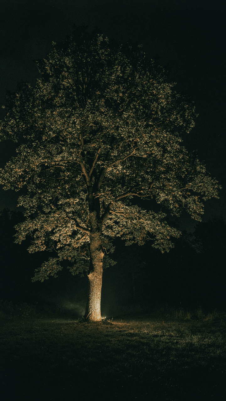 A tall tree at night, lit from below, making its leaves stand out.