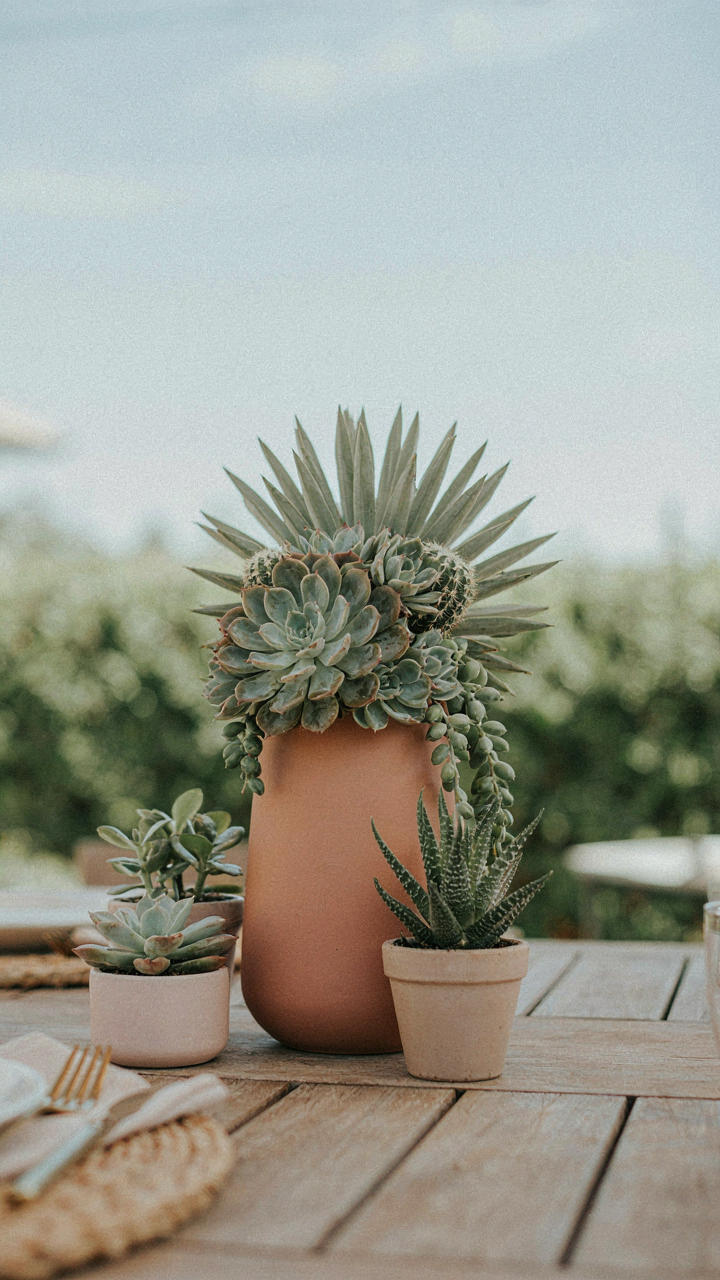 A succulent garden centerpiece on a summer tablescape in bright sun.