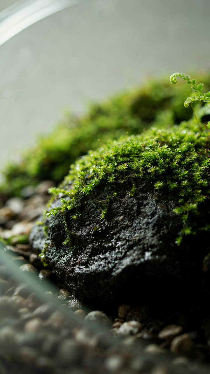 Lush green moss grows on a damp rock in a terrarium.
