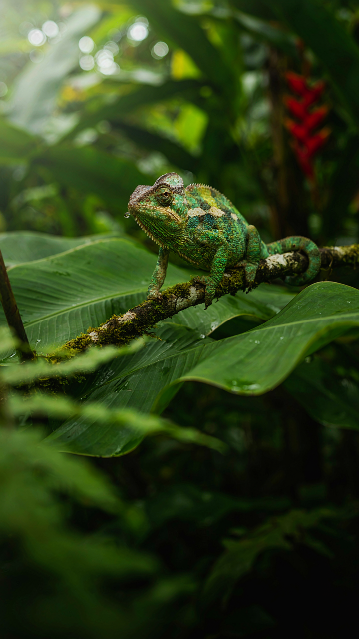 A chameleon blending into its leafy jungle environment.