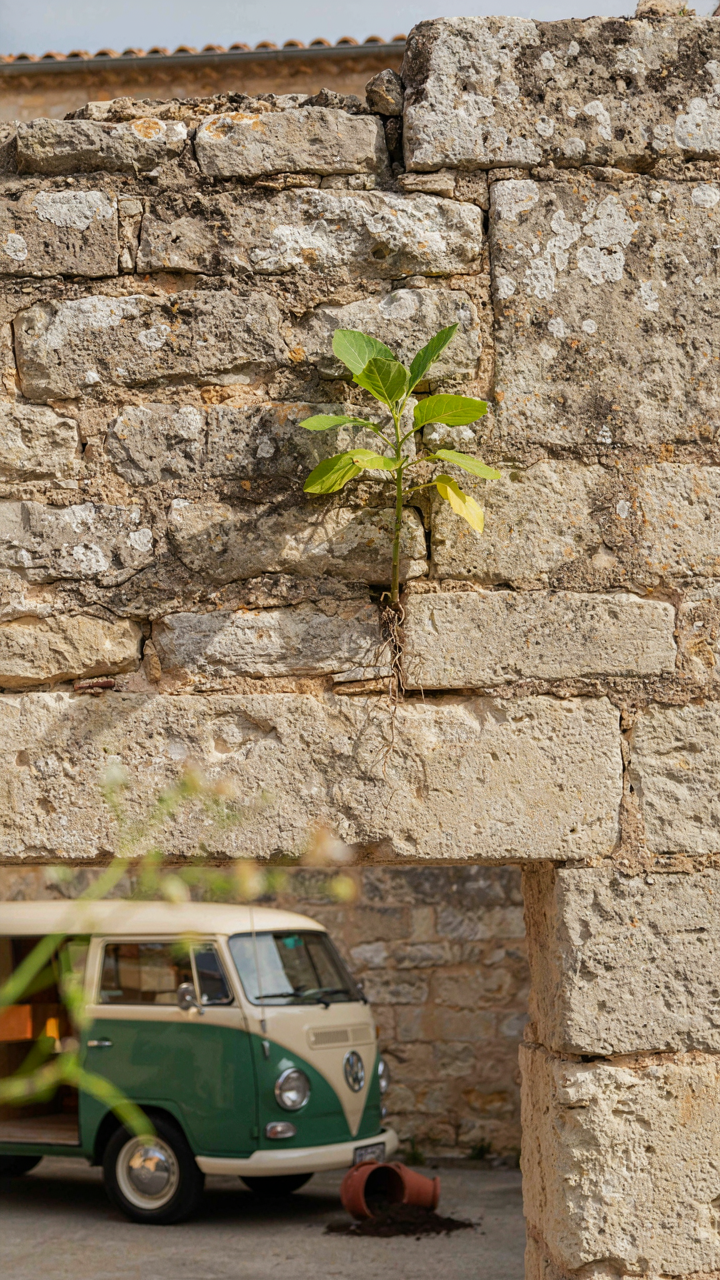 A green plant grows out of cracks in an old stone wall.
