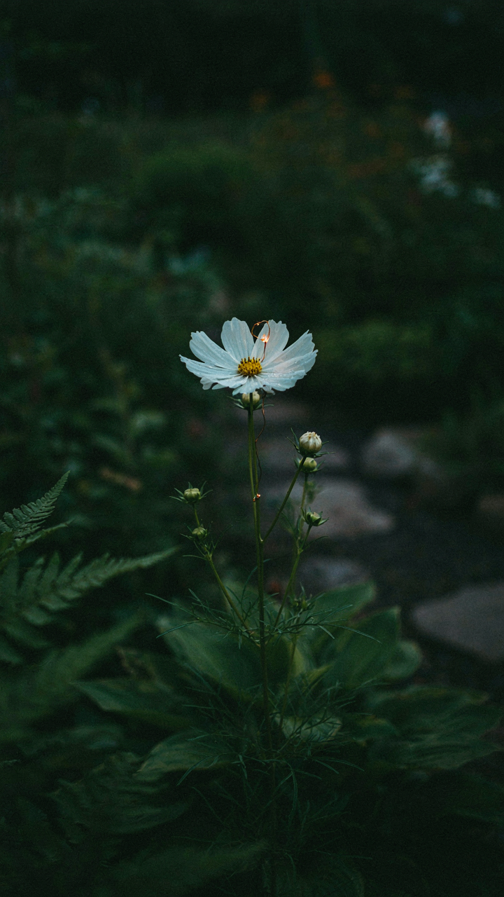A single twinkle light softly illuminates a plant in a dark garden.