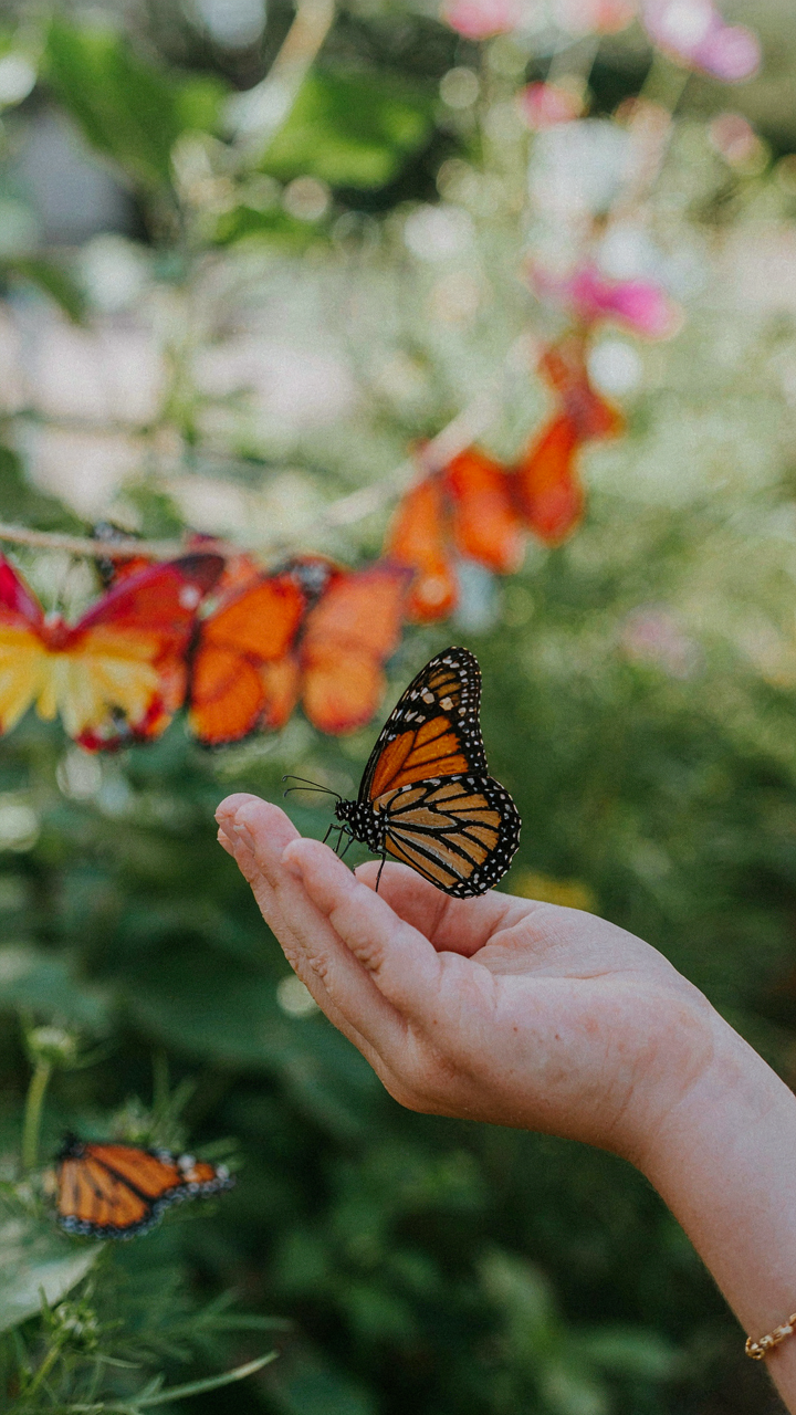 A child holds a real monarch butterfly near blurry fake butterfly decorations.