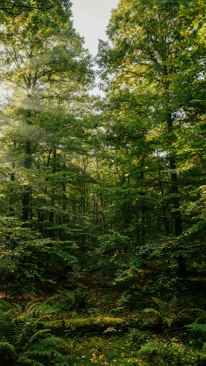 A dense forest shows many layers of trees and plants.