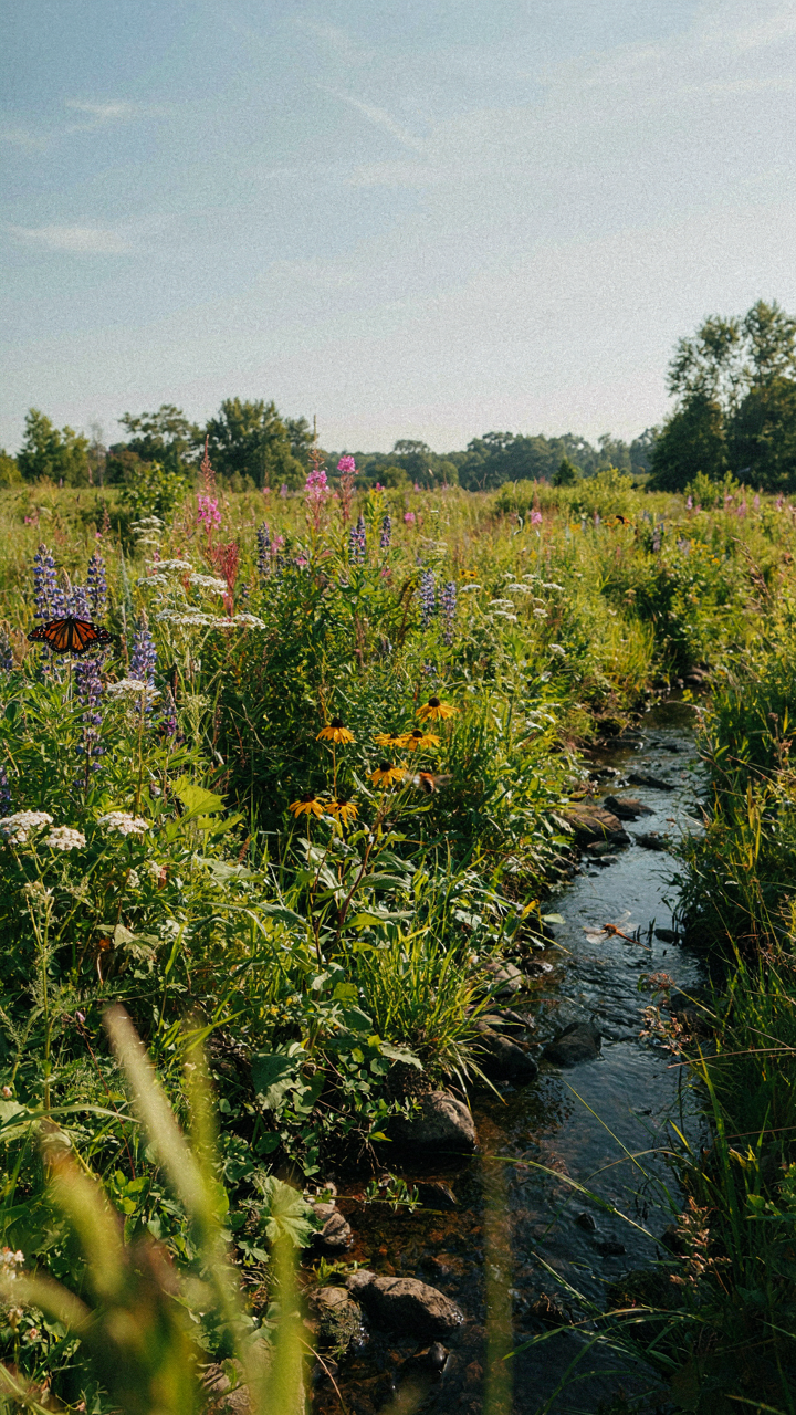 A thriving natural meadow shows diverse plants, insects, and a small water source.
