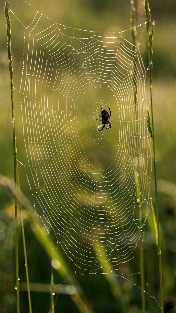 A strong, elegant spiderweb with dew drops, showing its structural resilience.