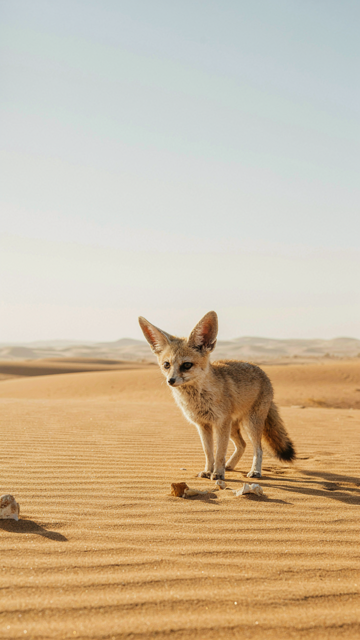 A fennec fox with large ears stands in a desert landscape.