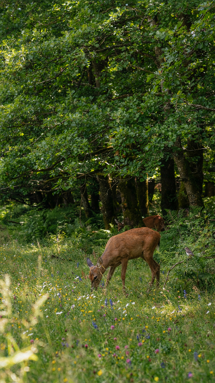A lush forest edge meets a sunny meadow with a deer.