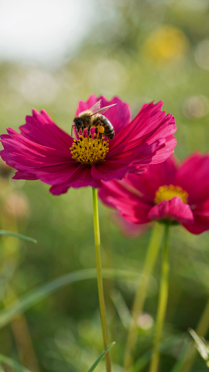 A bee pollinates a vibrant flower in a garden, showing biomimicry in action.