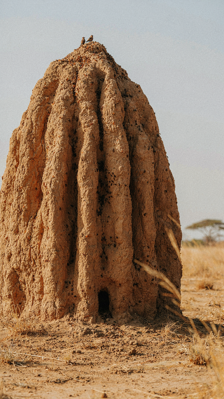 A large, complex termite mound showing intricate natural structure.