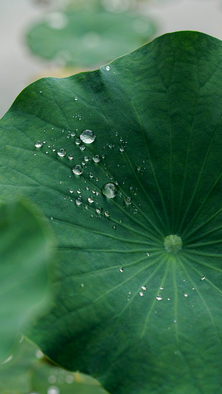 A lotus leaf with water droplets, showing natural water resistance.