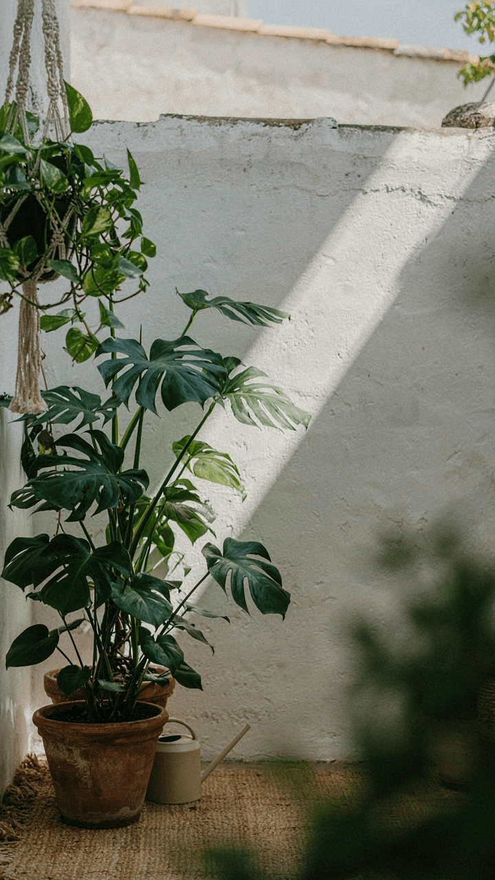 A vibrant green plant grows in bright sunlight.