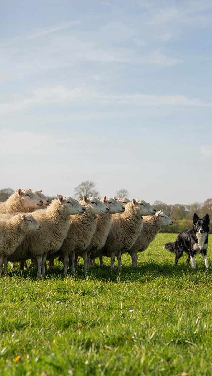 A group of sheep looking in the same direction.