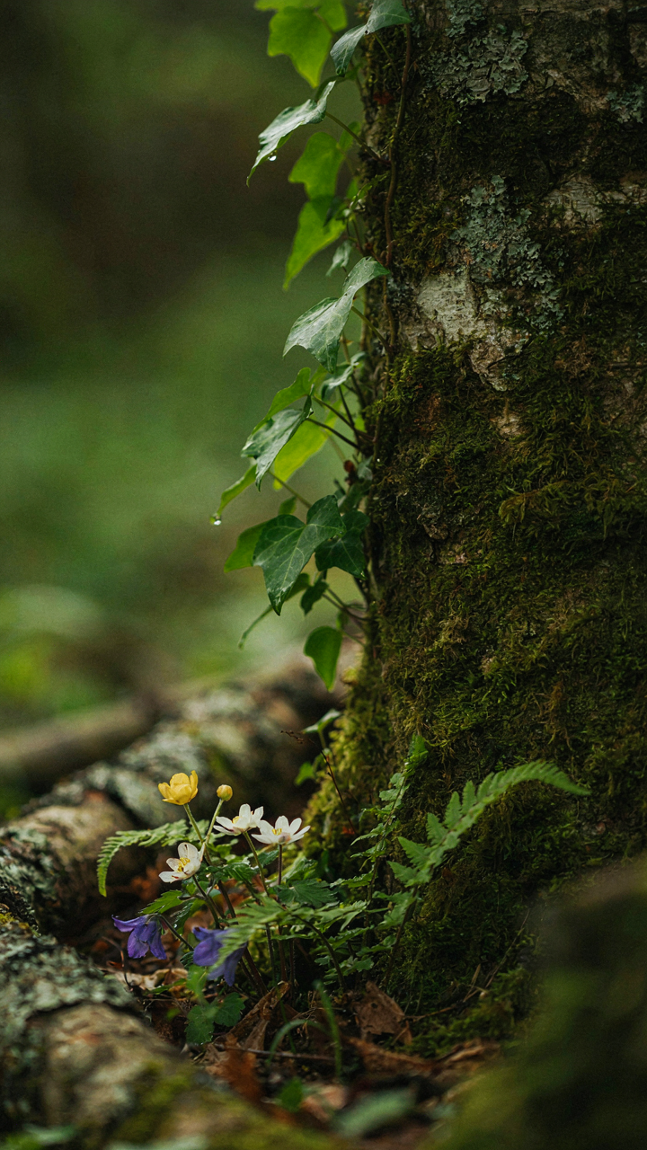 A close up of a thriving natural ecosystem with intertwined plants.