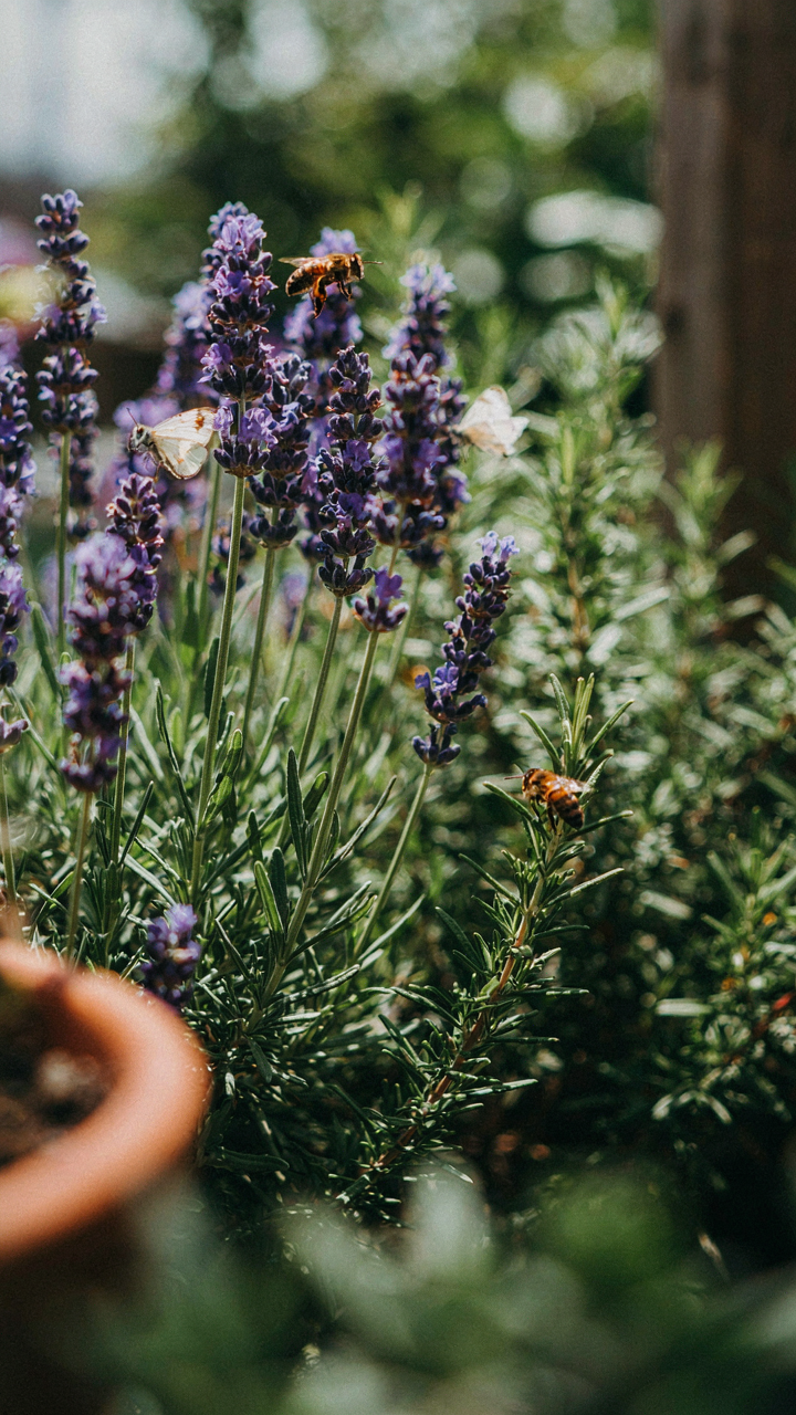 Bees buzz around a vibrant flowering herb garden with lavender and rosemary.