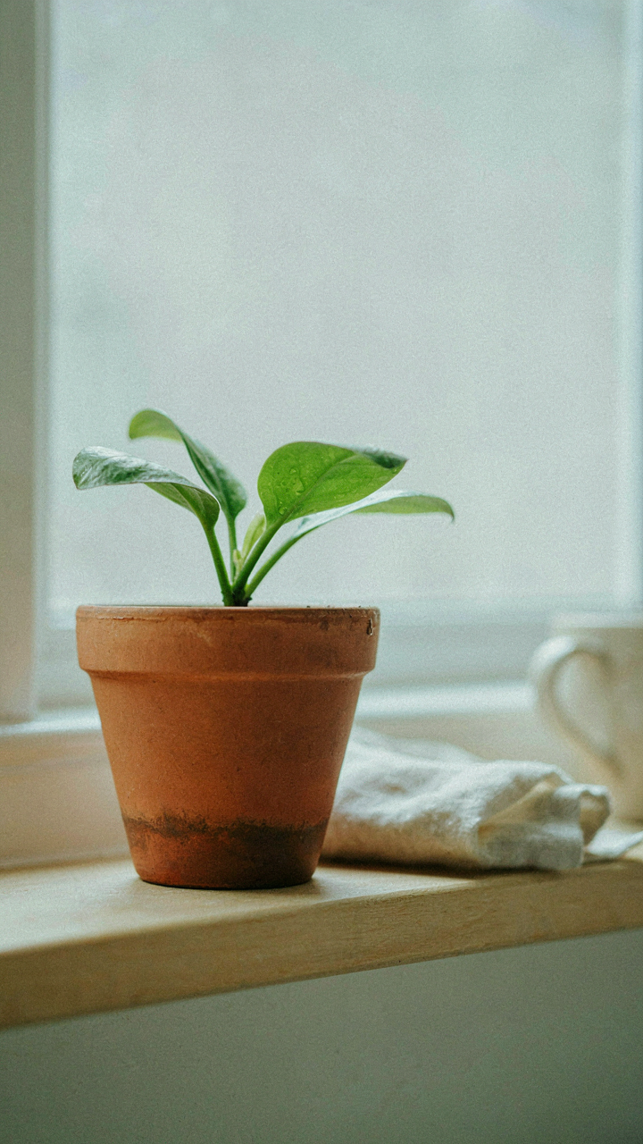 A damp terra cotta pot cools a small plant through evaporation.