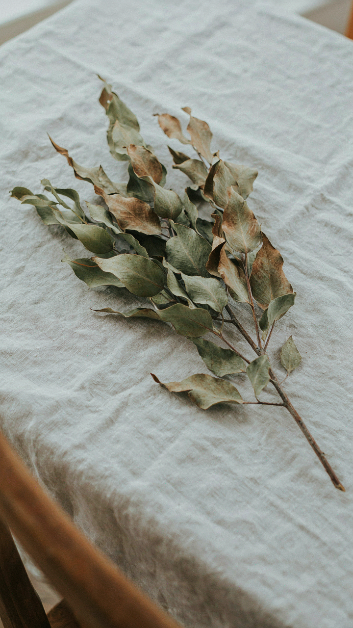 Brown and wilting eucalyptus leaves on a white tablecloth.