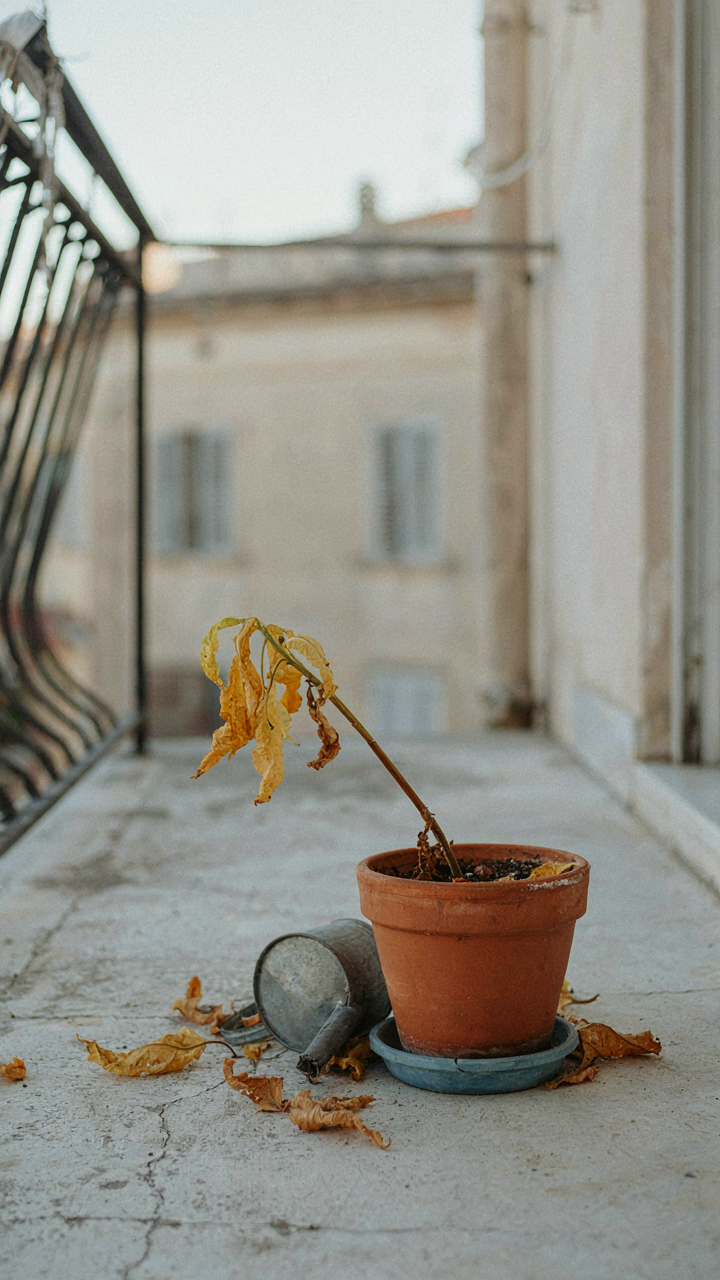 A sad, withered plant sits alone in a forgotten pot on a balcony.