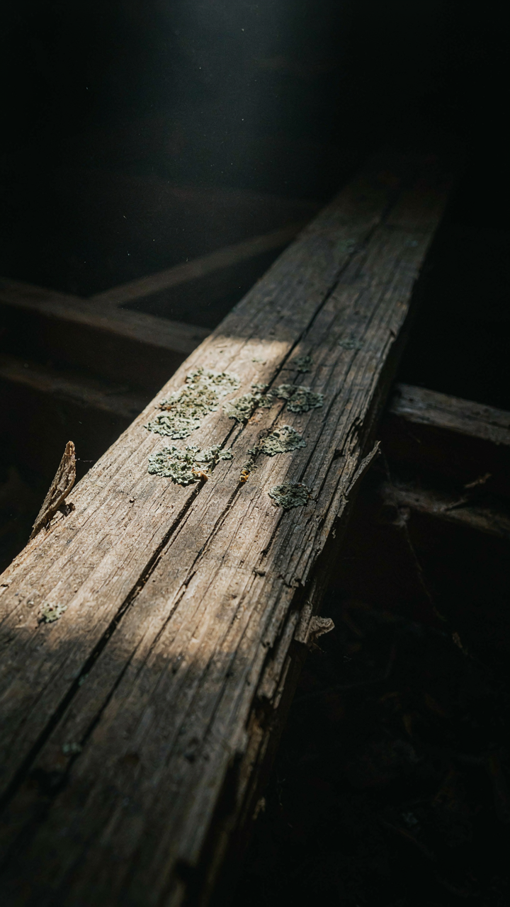 A close-up shows a rotting wooden plank with visible mold.