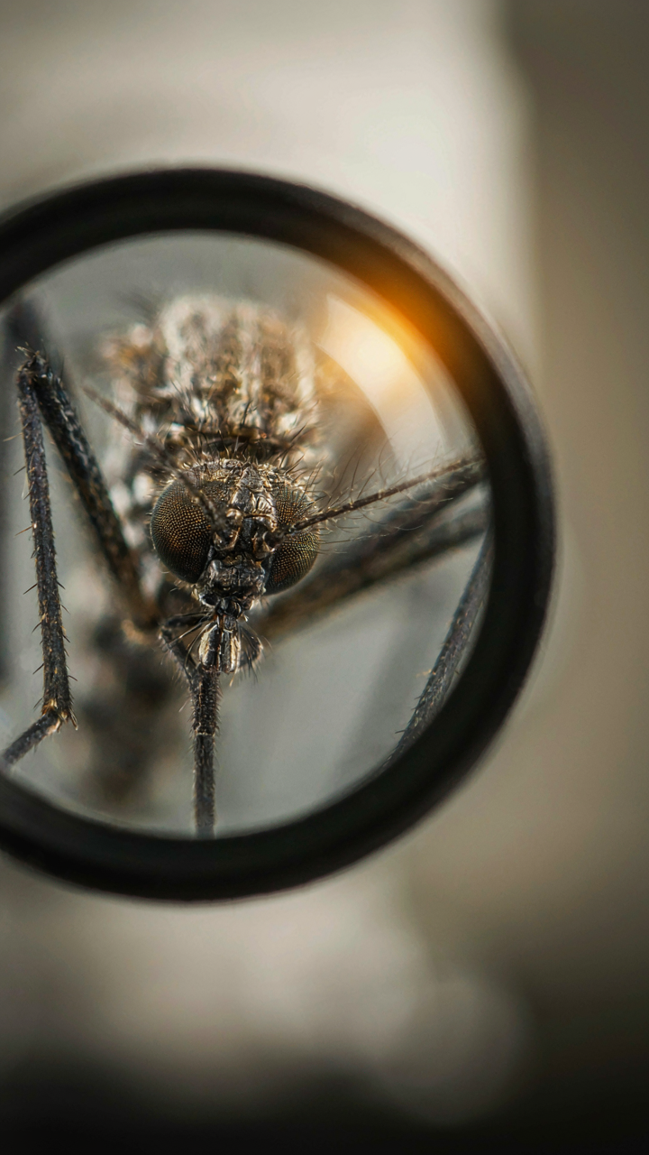 A close up view of a mosquito's eye under a microscope with a light bulb behind it.