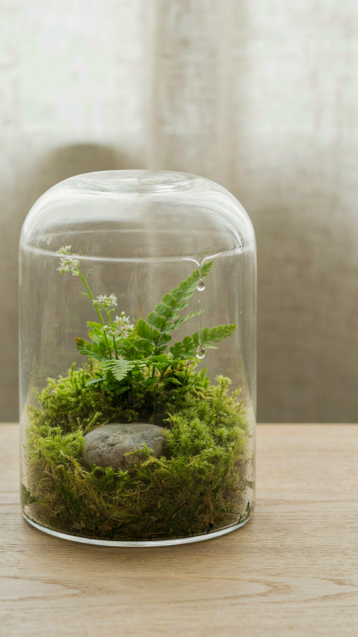 A clear terrarium shows a small, thriving moss and plant ecosystem.