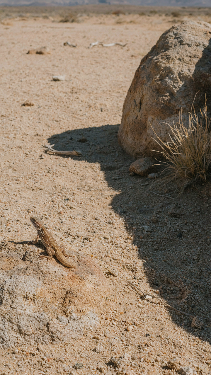 A lizard rests on a rock in a desert, finding a small shaded spot.