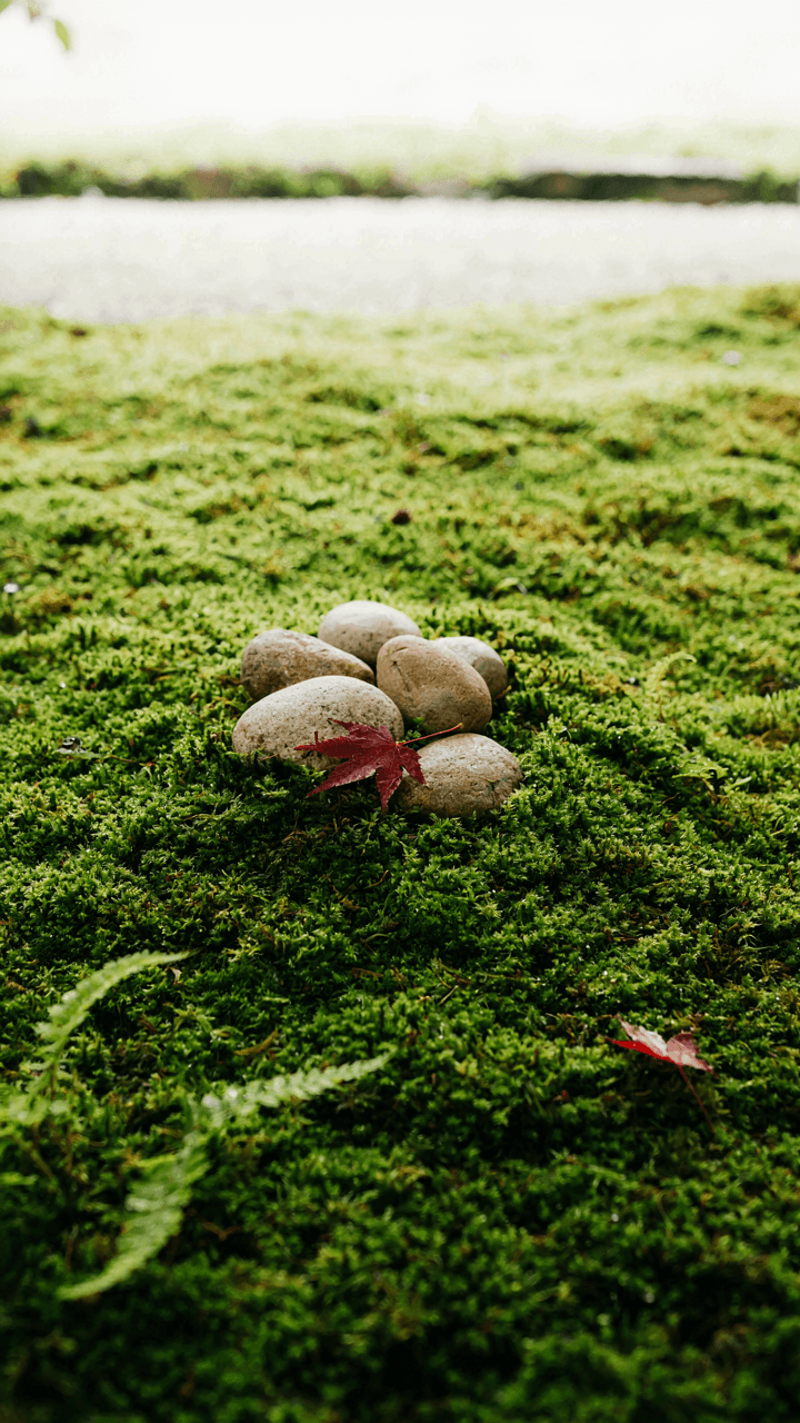 A serene moss garden with lush green moss covering the ground and rocks.