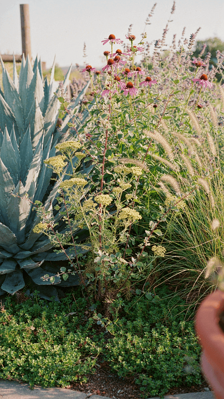 A vibrant garden bed filled with healthy, diverse native plants.