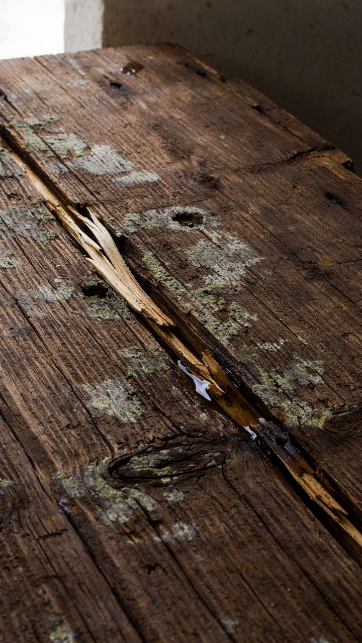 A close-up view of a severely water-damaged and moldy wooden board.