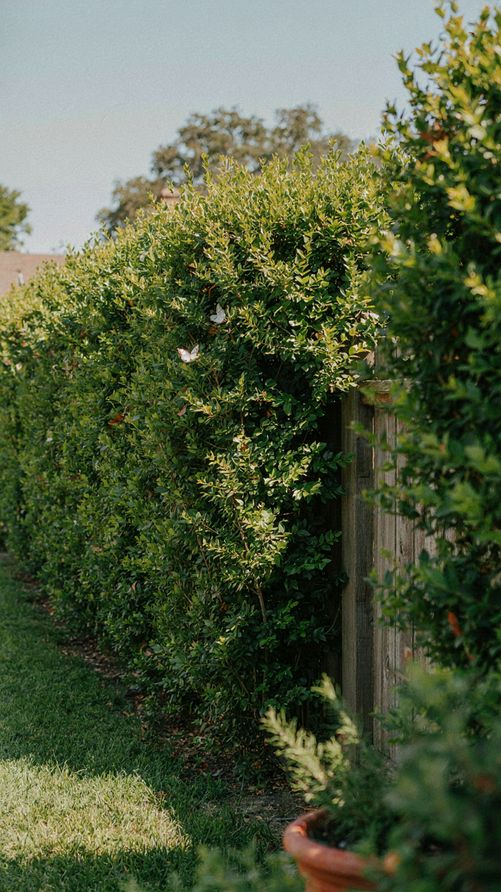 A thick, lush hedge creates a visual and acoustic barrier between two properties.