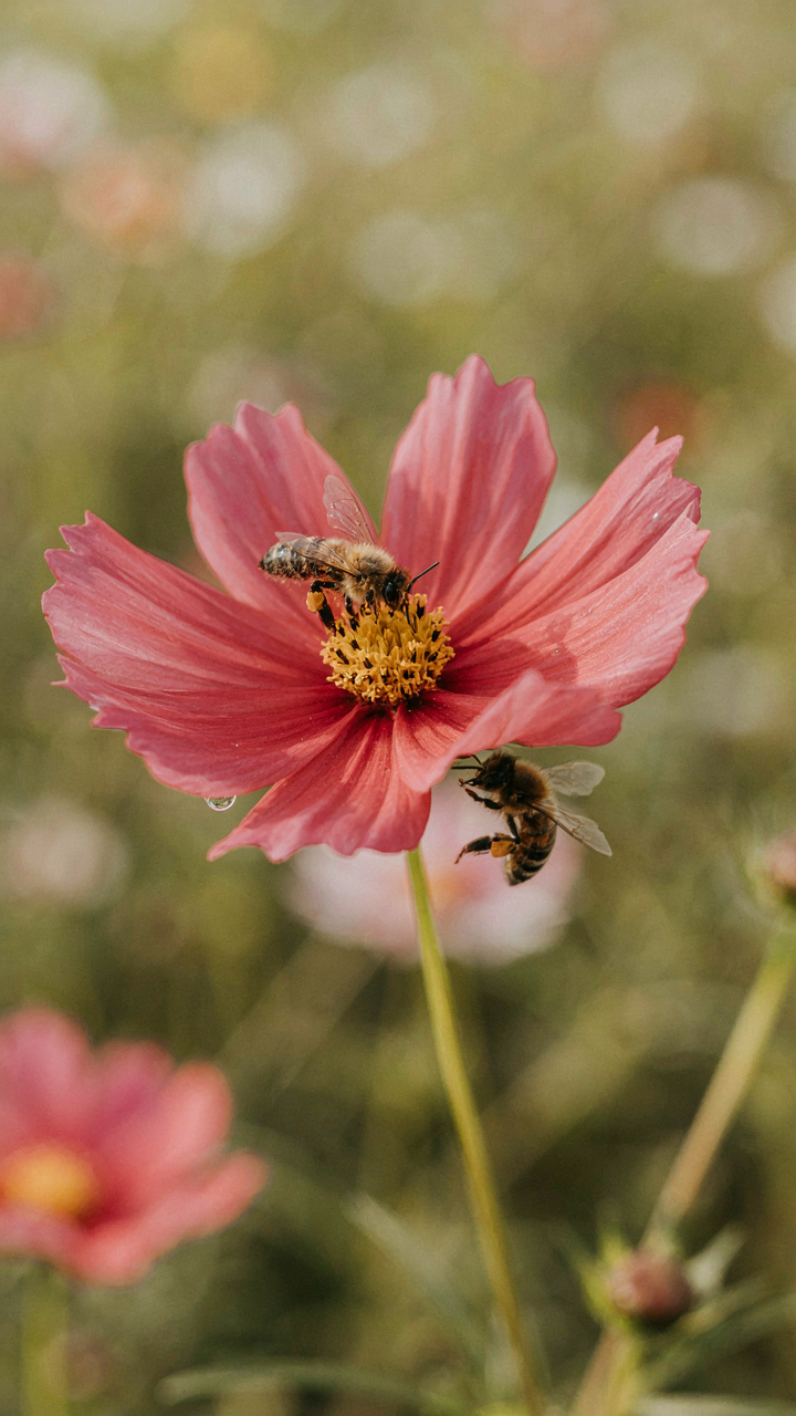Bees buzz around a flourishing flower, collecting pollen.
