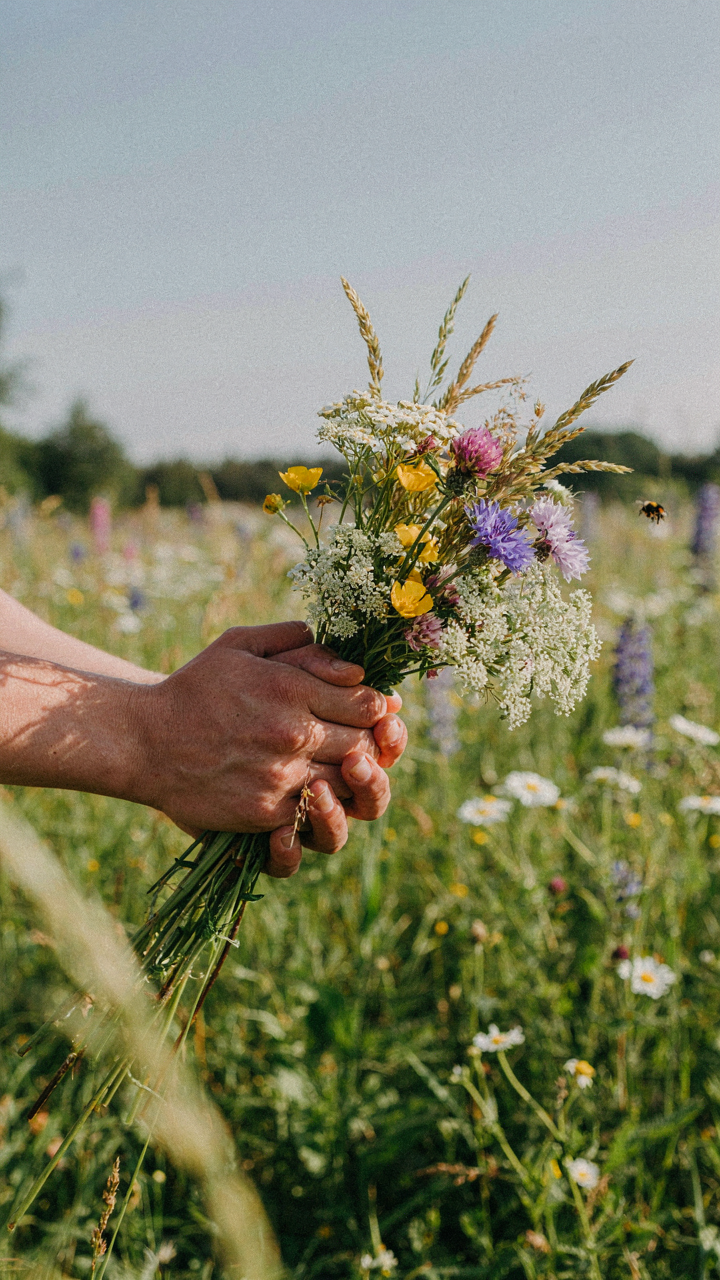 Hands gather a unique mix of wildflowers and grasses from a meadow.