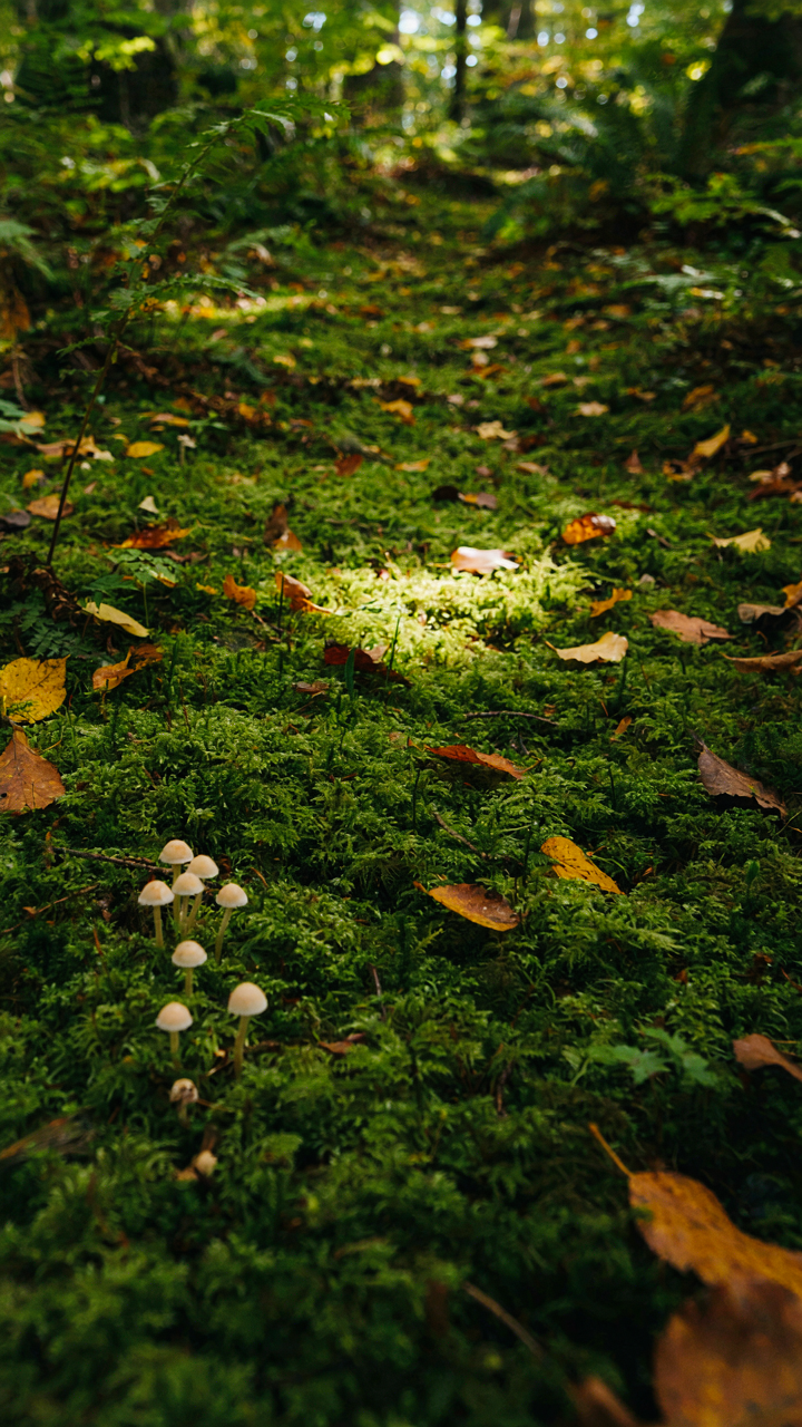 A pristine forest floor shows no human disturbance, just moss and leaves.