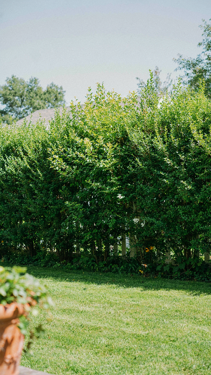 Dense green bushes grow along a garden fence, creating a barrier.